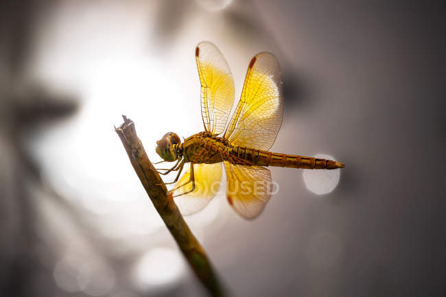Dragonfly on a branch against blurred background — Stock Photo