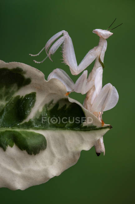 Vista de cerca de la mantis blanca de la orquídea en una hoja - foto de stock