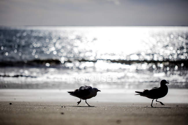Vista de encerramento de duas gaivotas na praia, Pouto, Nova Zelândia — Fotografia de Stock