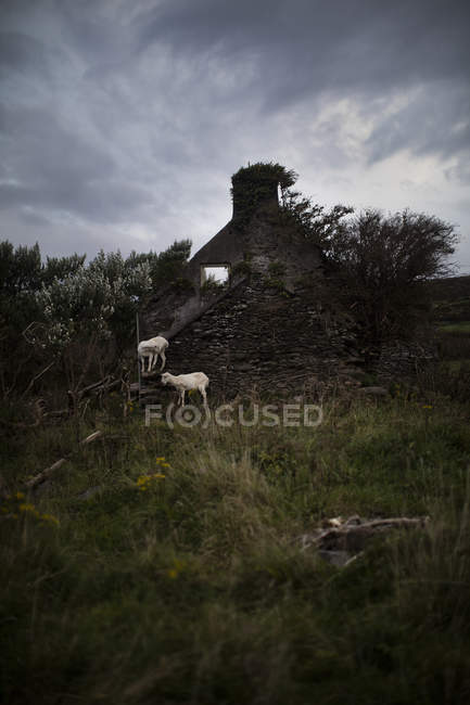 Capre vicino alle rovine di un edificio, Dingle, Contea di Kerry, Irlanda — Foto stock