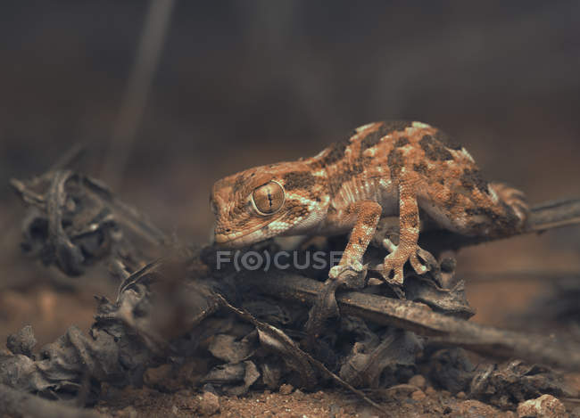 Crawling small Helmeted gecko, closeup view, selective focus — Stock Photo