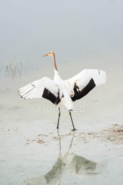 Red-crowned crane taking off, rear view — Stock Photo