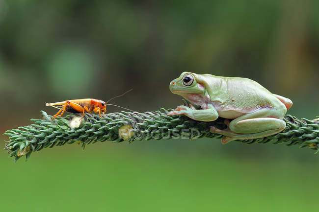 Глупая древесная лягушка сидит на ветке с кузнечиком, вид крупным планом — стоковое фото
