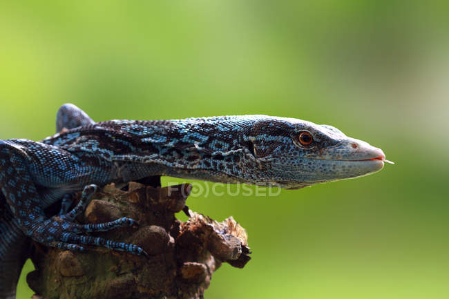Lagarto monitor azul, vista close-up, foco seletivo — Fotografia de Stock