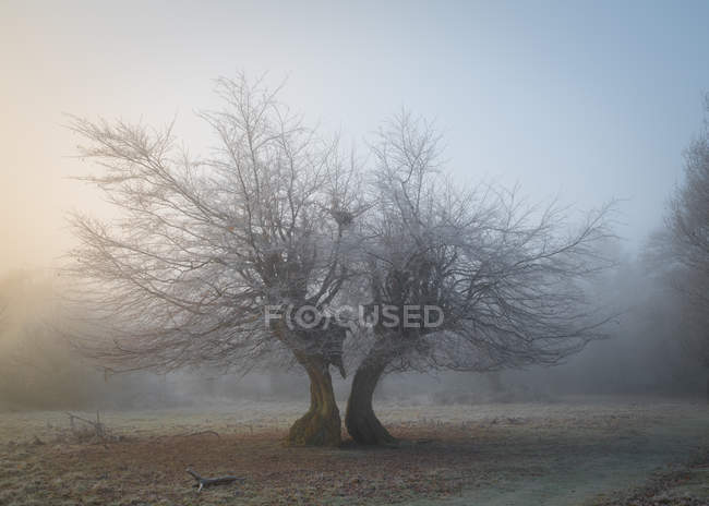 Живописный вид на зимние деревья, Хэтфилд Форест, Эссекс, Англия, Великобритания — стоковое фото