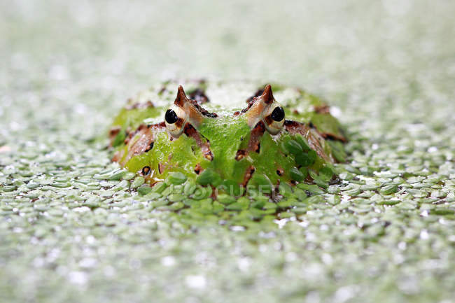 Pacman frog submerged in duckweed, closeup view — Stock Photo