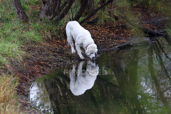 Great Pyrenees Dog olhando para o seu reflexo em um lago, Kansas, América, EUA — Fotografia de Stock