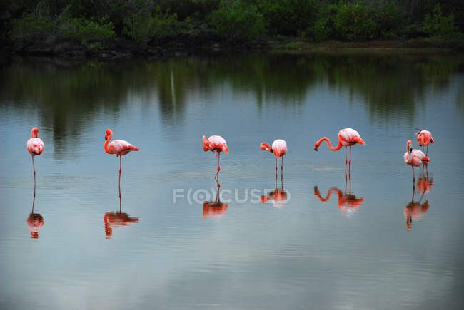 Vista panorâmica de Flamingos em pé no lago, Ilhas Galápagos, Equador — Fotografia de Stock