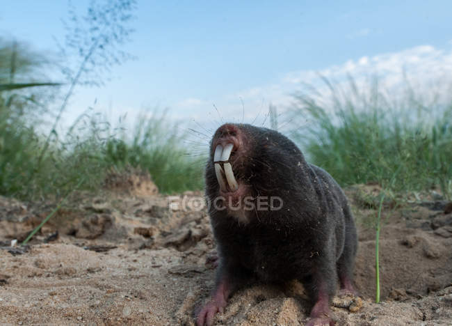 Retrato de um rato-toupeira, Damaraland, Botsuana — Fotografia de Stock