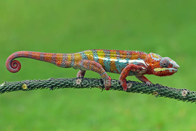 Chameleon walking on branch, blurred background — Stock Photo