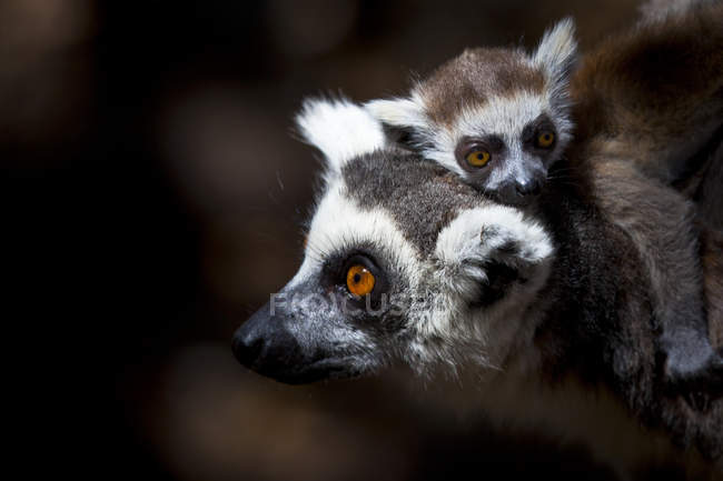 Nahaufnahme einer Lemurenweibchen, die ihren Welpen auf dem Rücken trägt, Südafrika — Stockfoto