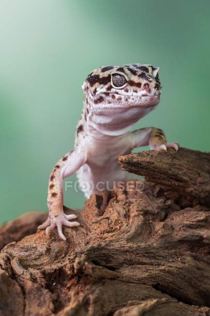 Close-up view of Leopard Gecko on blurred background, Jacarta Timur, Indonésia — Fotografia de Stock