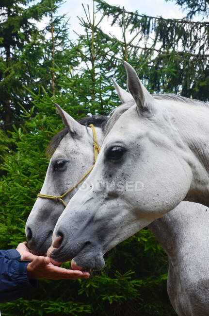 Uomo mani alimentazione cavalli — Foto stock