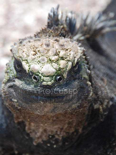 Gros plan sur un iguane marin, mise au point sélective — Photo de stock