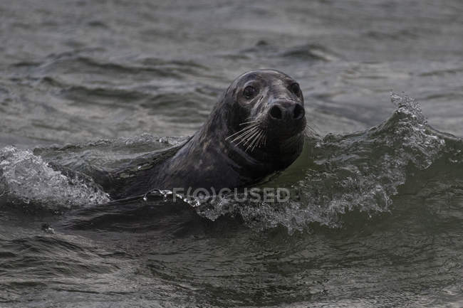 Foca nadando en el océano, Great Blasket Island, Condado de Kerry, Irlanda - foto de stock