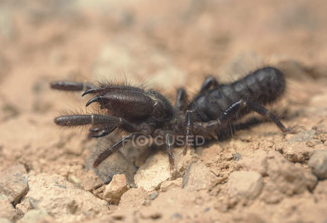 Vue en closeup d'une araignée noire à dos de chameau, Maroc — Photo de stock