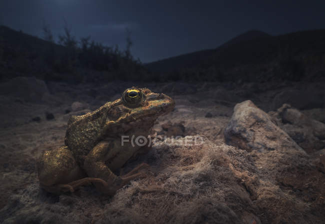 Сахара жаба на засохлої річки ліжку в нічний час — стокове фото