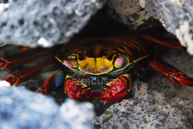 Sally lightfoot crab hiding in rocks, Galapagos Islands, Ecuador — Foto stock