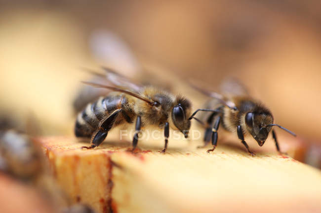 Abelhas em uma colmeia de abelhas contra fundo desfocado — Fotografia de Stock