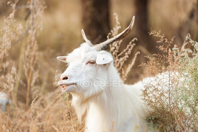 Retrato de uma cabra, Baicheng, Jilin, China — Fotografia de Stock