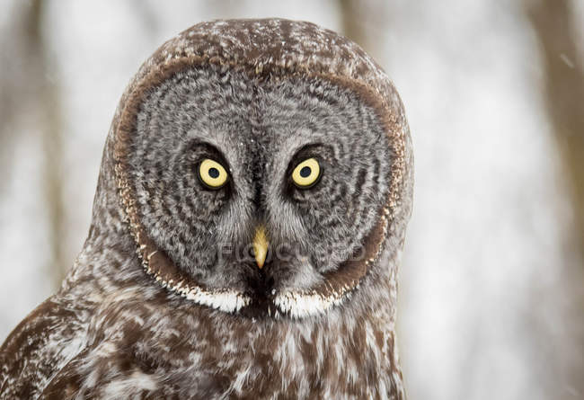 Shot of great gray owl in natural habitat — Stock Photo