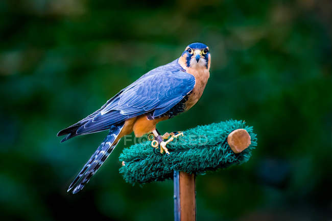Portrait d'un faucon pèlerin sur fond flou — Photo de stock