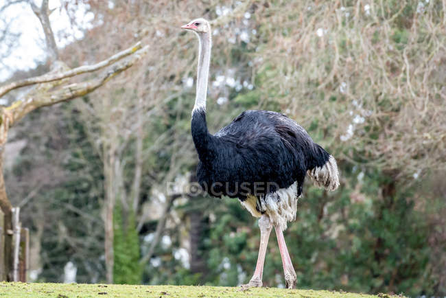 Portrait of an African Ostrich at wild nature — Stock Photo