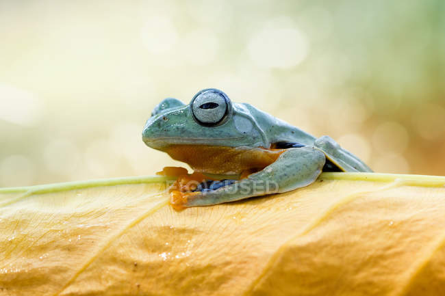 Retrato de una rana arborícola, vista de cerca - foto de stock