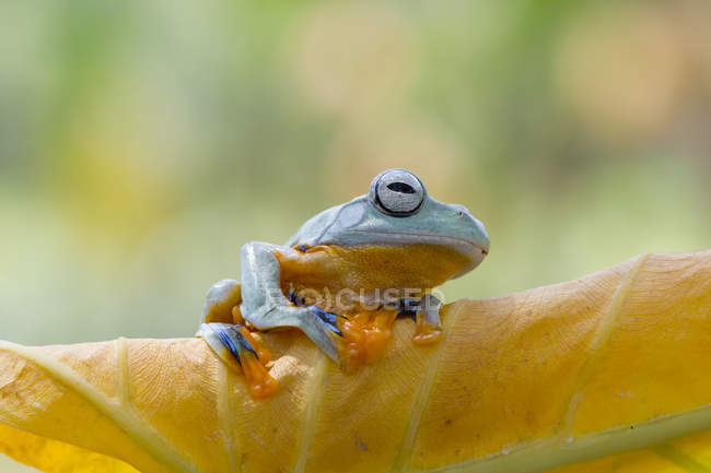 Retrato de una rana arborícola, vista de cerca - foto de stock