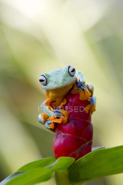 Tree frog sitting on a flower, closeup view — Stock Photo