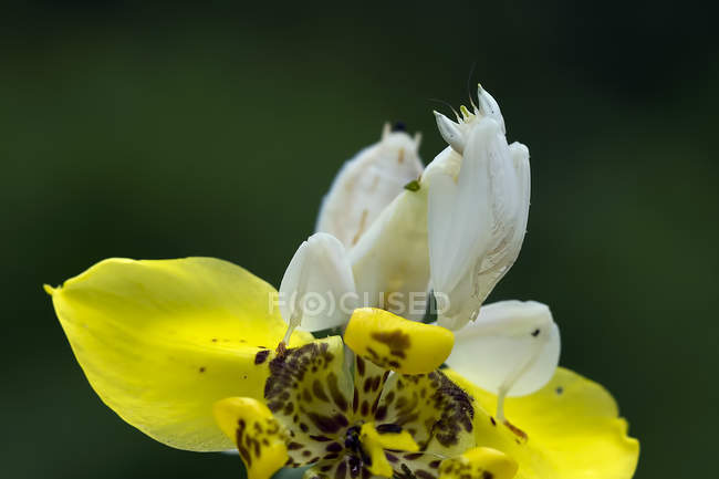 Богомол орхидеи сидит на цветке, избирательный макроснимок фокуса — стоковое фото