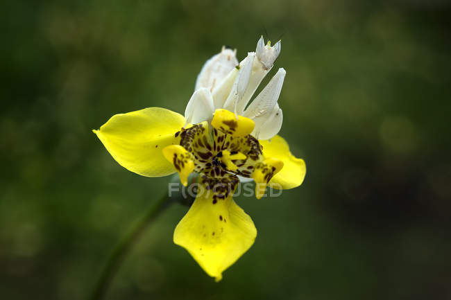 Mantis de la orquídea sentada en la flor contra fondo borroso - foto de stock
