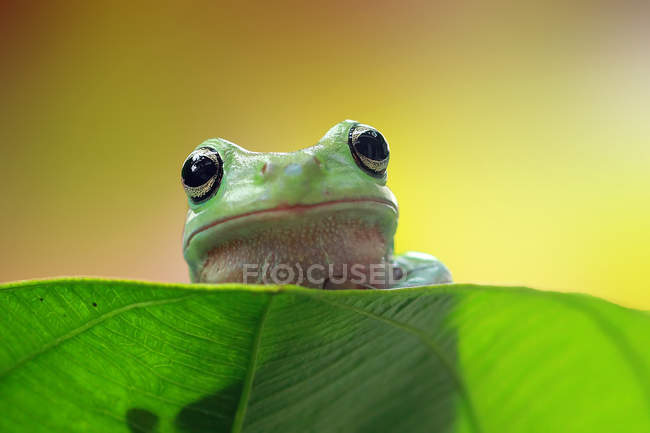 Глупая лягушка, сидящая на листе, вид крупным планом — стоковое фото