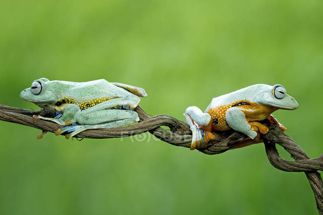 Two tree frogs with their backs to each other, closeup view — Stock Photo