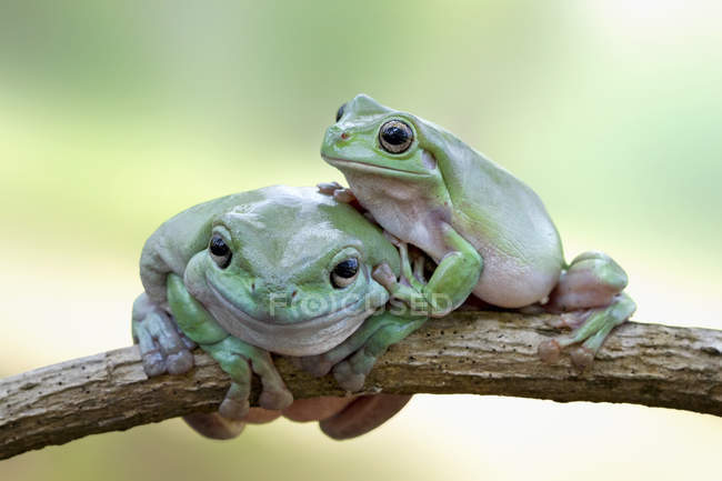 Two Dumpy frogs sitting on branch, closeup view — Stock Photo