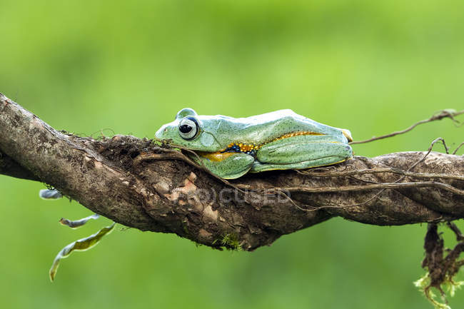 Tree frog sitting on a branch, closeup view — Stock Photo