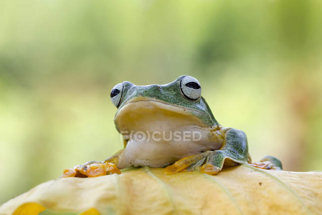 Tree frog sitting on a leaf, closeup view — Stock Photo