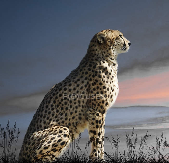 Lado Retrato de un gato guepardo majestuoso - foto de stock