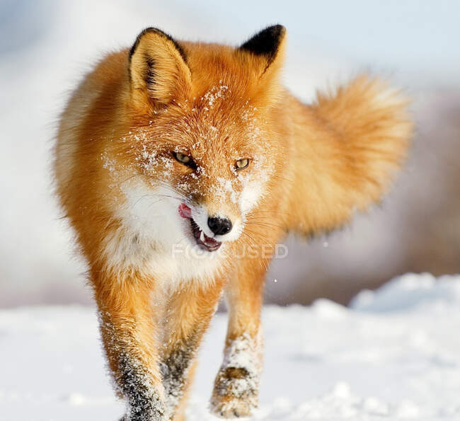 Fox andando nos lábios lambendo neve — Fotografia de Stock