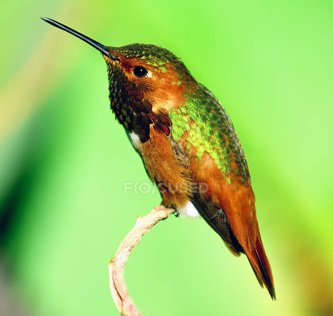 Retrato de un colibrí en una rama vista de cerca - foto de stock