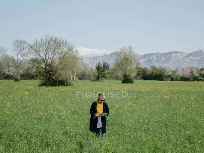 Frau pflückt Blumen auf einem Feld, Provence, Frankreich — Stockfoto