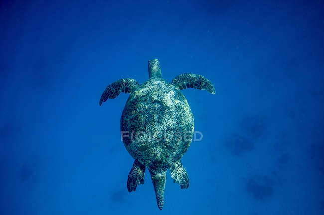 Overhead view of a turtle swimming in ocean — Stock Photo