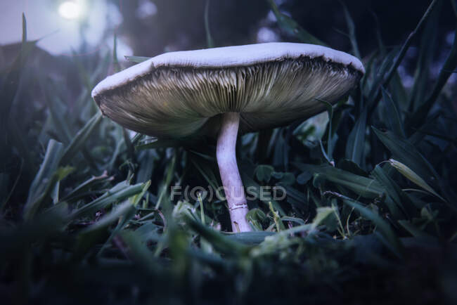 Close-up view of a toadstool in moonlight — Stock Photo