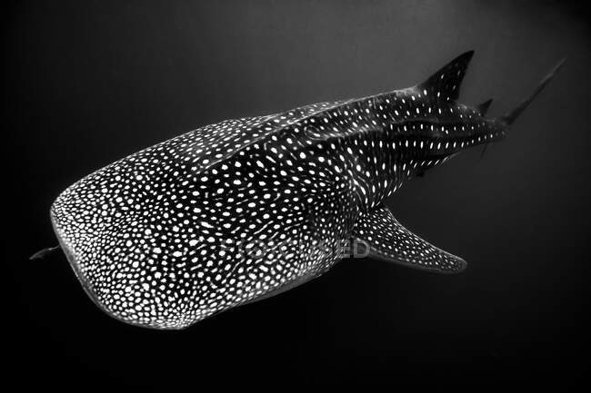 Retrato de un tiburón ballena, Exmouth, Australia Occidental, Australia, Australia. - foto de stock