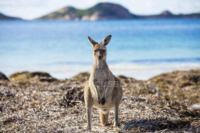 Kangaroo em pé na praia, Austrália Ocidental, Austrália — Fotografia de Stock