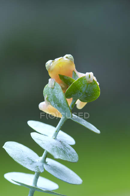 Sapo de árvore sentado na planta, vista close-up — Fotografia de Stock