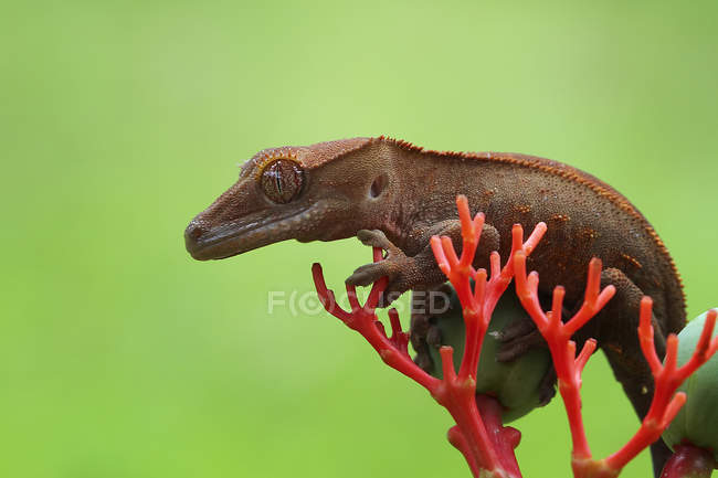 Gecko sitzt auf einer Pflanze, Nahaufnahme, selektiver Fokus — Stockfoto