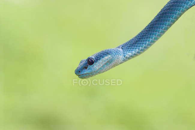 Vista de cerca de la cabeza de una serpiente víbora azul, fondo borroso - foto de stock