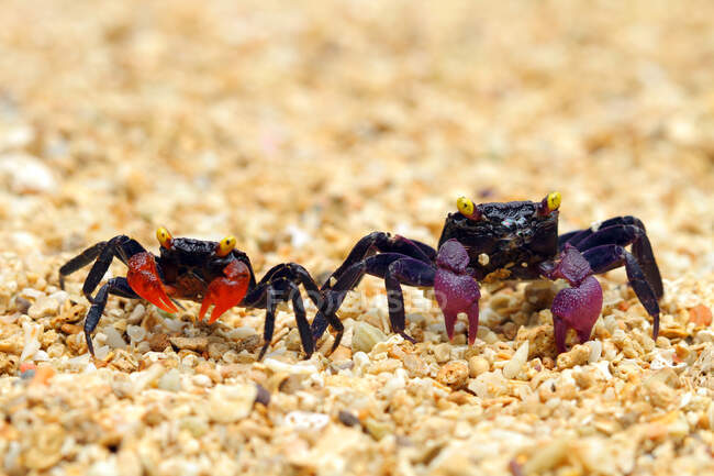 Two crabs on the beach, Indonesia — Stock Photo