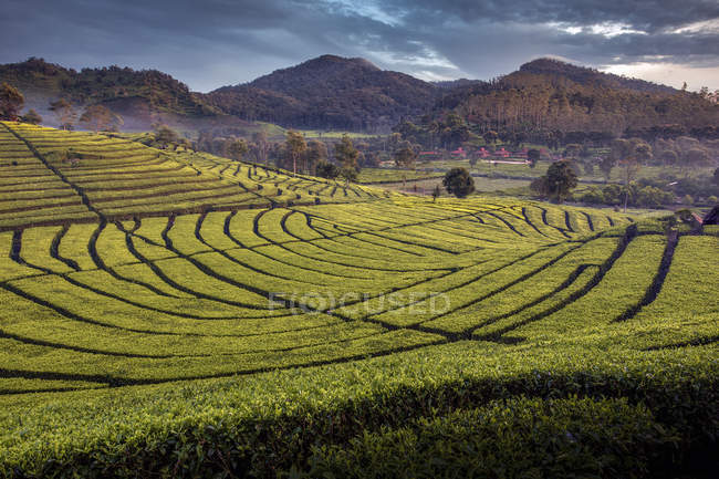 Vista panorámica de Tea Plantation, Ciwidey, Java Occidental, Indonesia - foto de stock